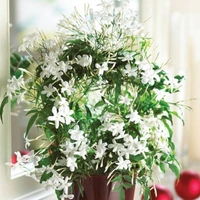 Jasmine ( Medium )  - white colour pot, 0.5 - 1 feet