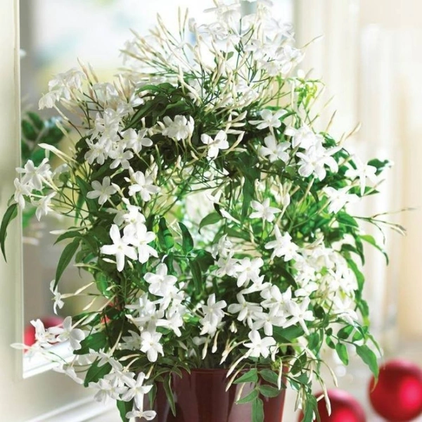 Jasmine ( Medium )  - white colour pot, 0.5 - 1 feet