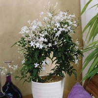 Jasmine ( Medium )  - white colour pot, 0.5 - 1 feet