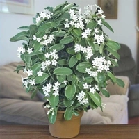 Jasmine ( Medium )  - white colour pot, 0.5 - 1 feet