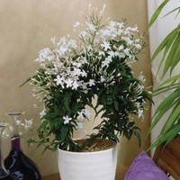 Jasmine ( Medium )  - white colour pot, 0.5 - 1 feet