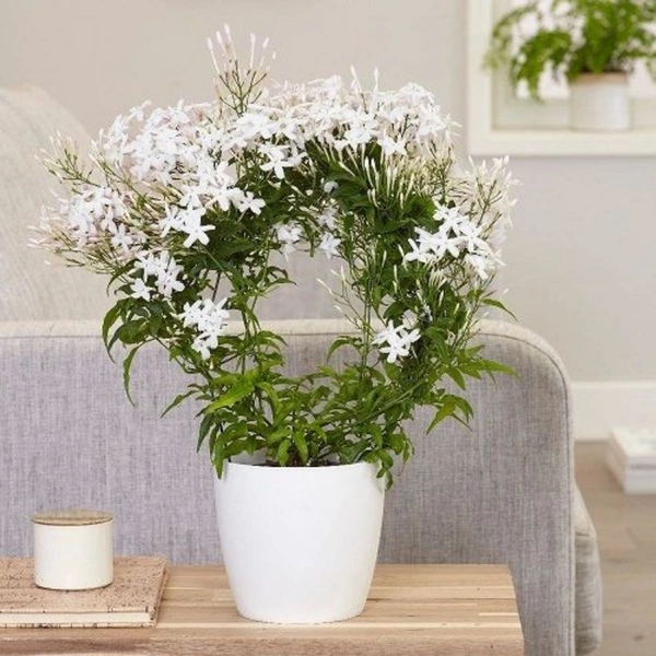 Jasmine ( Medium )  - white colour pot, 0.5 - 1 feet