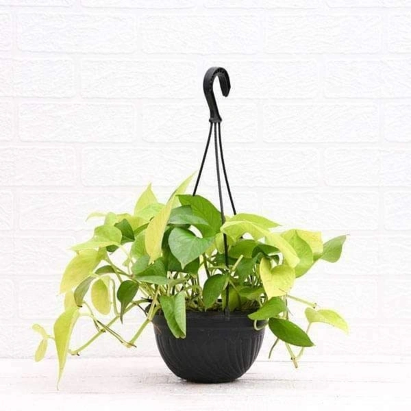 Money Plant ( Set Of 3 Different Plants Combo )  - white colour pots , 0.5 - 1 feet