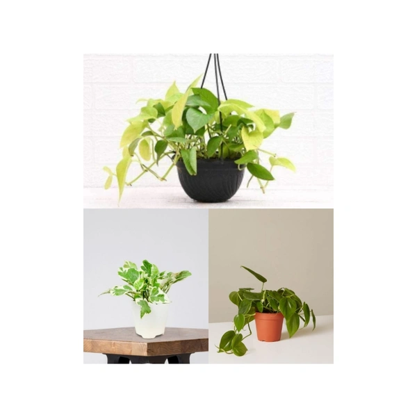 Money Plant ( Set Of 3 Different Plants Combo )  - white colour pots , 0.5 - 1 feet