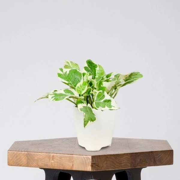 Money Plant ( Set Of 3 Different Plants Combo )  - white colour pots , 0.5 - 1 feet
