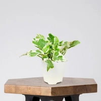 Money Plant ( Set Of 3 Different Plants Combo )  - brown colour pot