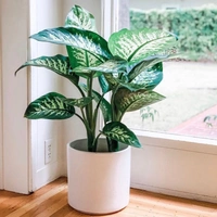 Diffenbachia  - white colour pot , 1 - 2 feet