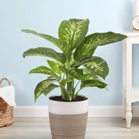 Diffenbachia  - white colour pot , 1 - 2 feet