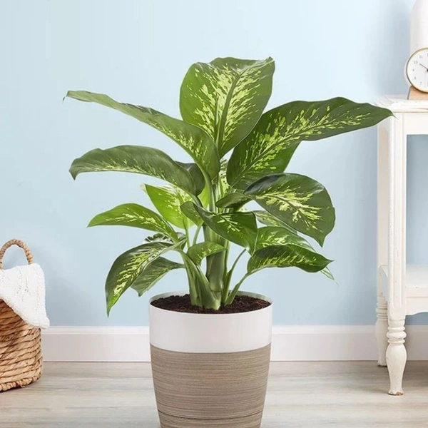 Diffenbachia  - white colour pot , 1 - 2 feet