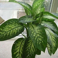 Diffenbachia  - white colour pot , 1 - 2 feet