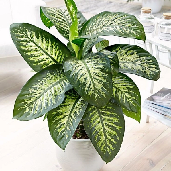 Diffenbachia  - white colour pot , 1 - 2 feet