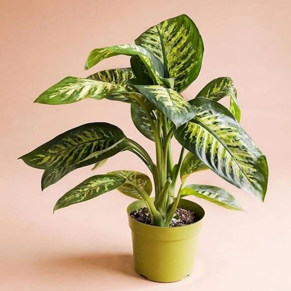 Diffenbachia  - white colour pot , 1 - 2 feet