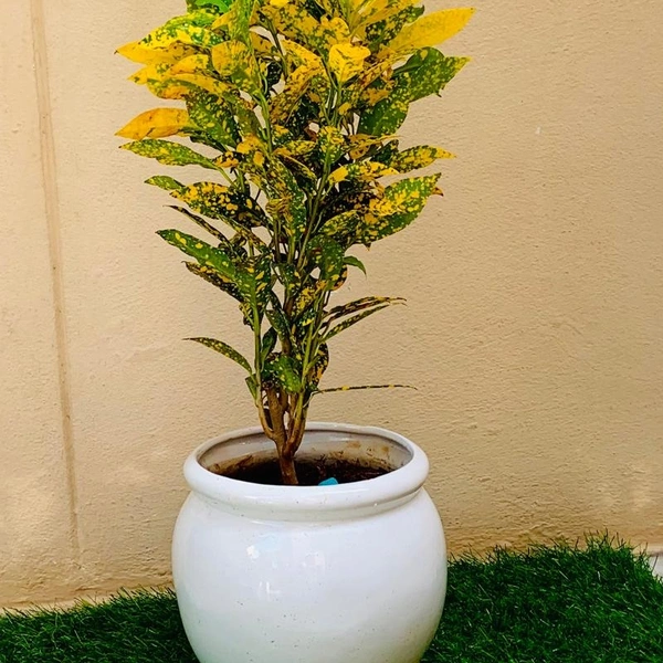 Gold Dust Croton - italian marble pot , 1 - 2 feet