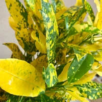 Gold Dust Croton - italian marble pot , 1 - 2 feet