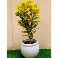 Gold Dust Croton - italian marble pot , 1 - 2 feet