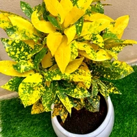 Gold Dust Croton - italian marble pot , 1 - 2 feet