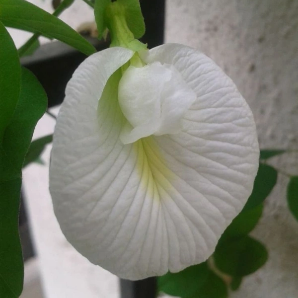 Aparajita ( Combo Of 2 Different Colour Flower Plants )  - white standard pot , 1 - 2 feet 