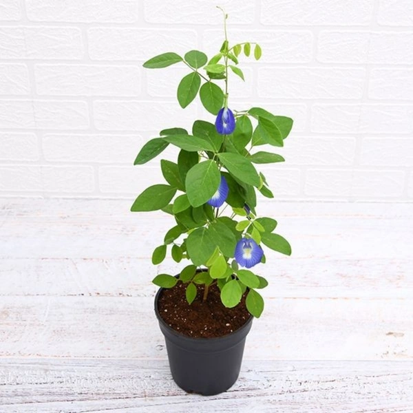 Aparajita ( Combo Of 2 Different Colour Flower Plants )  - white standard pot , 1 - 2 feet 