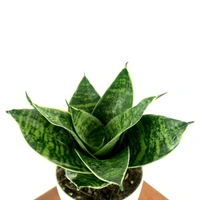 Snake Plant Drawf  - white standard pot , 8 - 10 inches