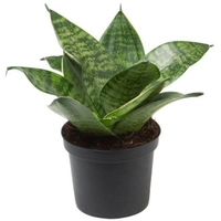 Snake Plant Drawf  - white standard pot , 8 - 10 inches