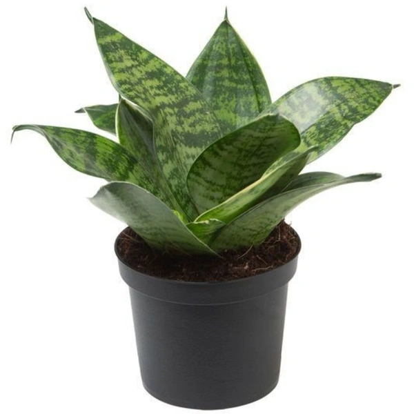 Snake Plant Drawf  - white standard pot , 8 - 10 inches