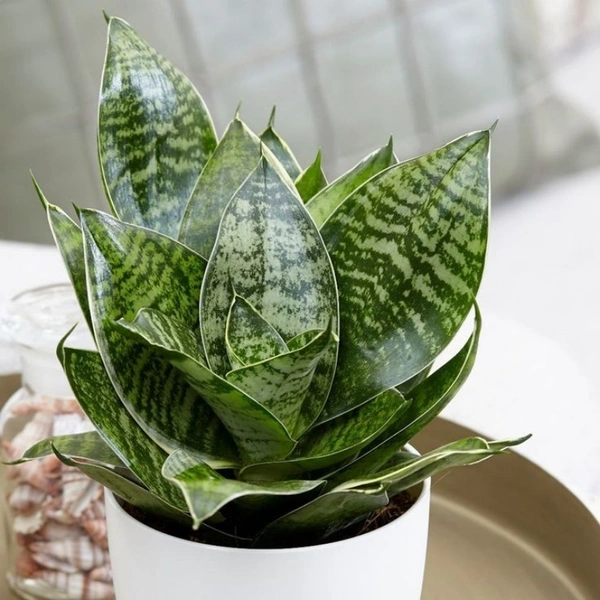 Snake Plant Drawf  - white standard pot , 8 - 10 inches