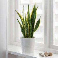 Snake Plant & Spider Plant  - white standard pot , 1 - 2 feet