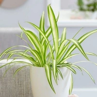 Snake Plant & Spider Plant  - white standard pot , 1 - 2 feet