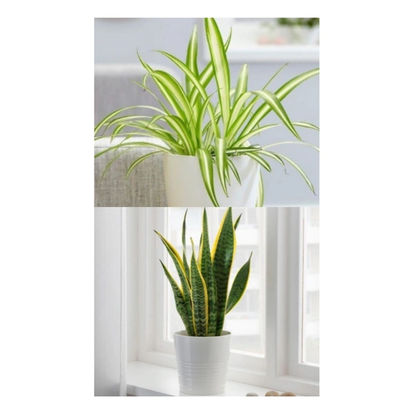Snake Plant & Spider Plant  - white standard pot , 1 - 2 feet