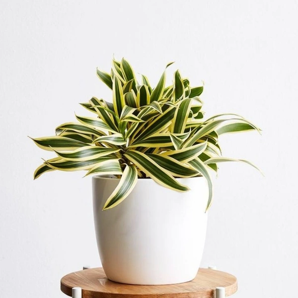 Song Of India  - white standard pot, 1 - 2 feet