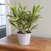 Song Of India  - white standard pot, 1 - 2 feet