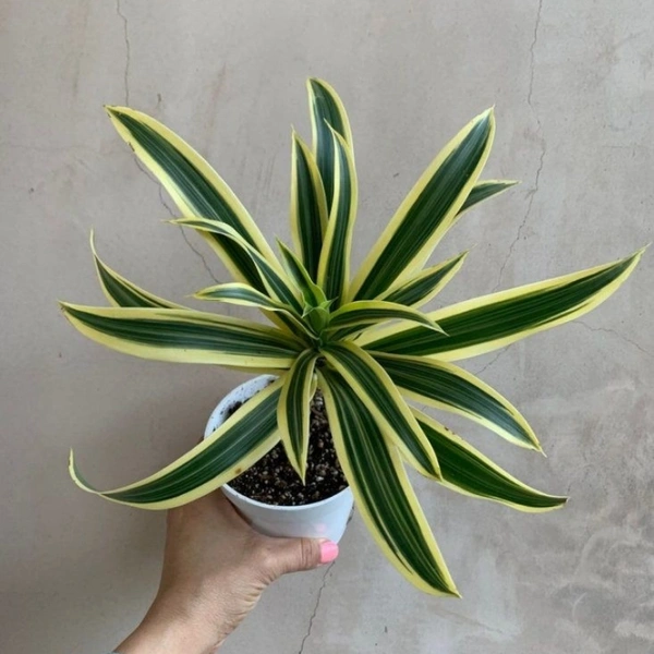 Song Of India  - white standard pot, 1 - 2 feet