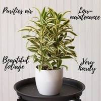 Song Of India  - white standard pot, 1 - 2 feet