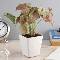 Syngonium ( Combo Of White And Pink )  - white standard pot, 10 - 12 inch 