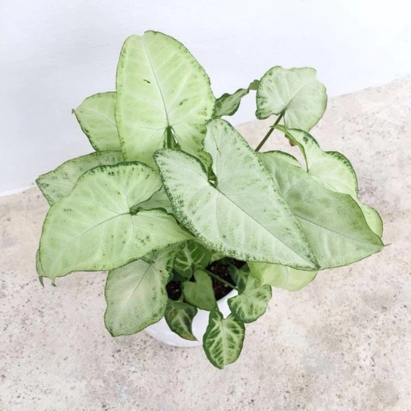 Syngonium ( Combo Of White And Pink )  - white standard pot, 10 - 12 inch 