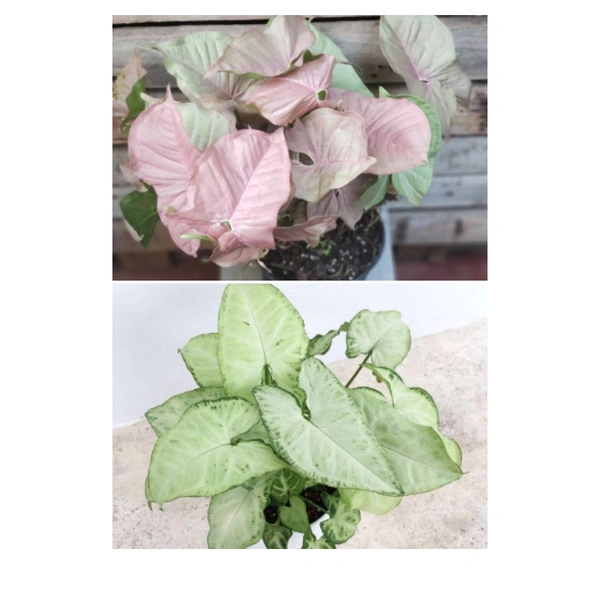 Syngonium ( Combo Of White And Pink )  - white standard pot, 10 - 12 inch 