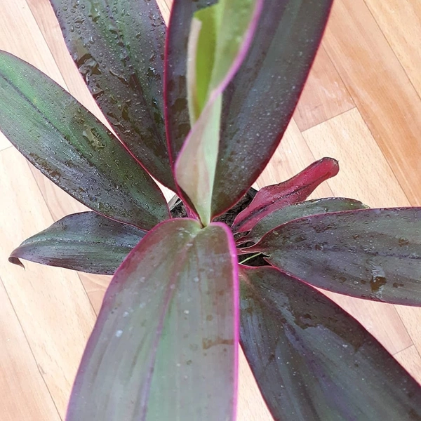 Cordyline Furticosa - white standard pot , 12 - 15 inch