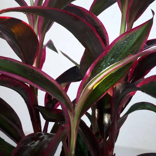 Cordyline Furticosa - white standard pot , 12 - 15 inch