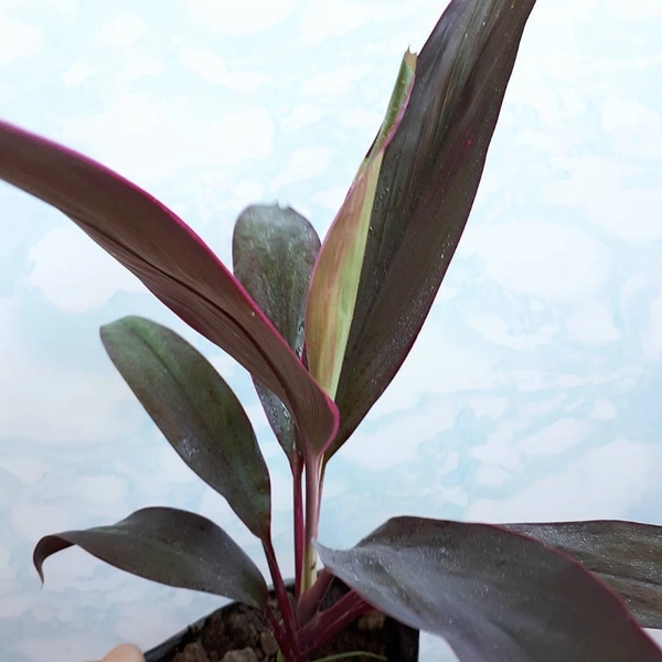Cordyline Furticosa - white standard pot , 12 - 15 inch