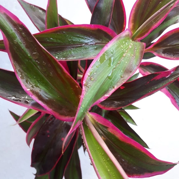 Cordyline Furticosa - white standard pot , 12 - 15 inch