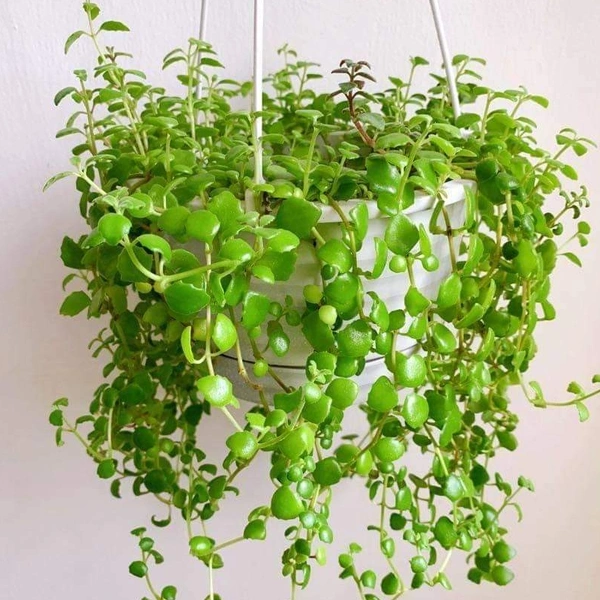 Tangled Heart Plant  - black hanging pot