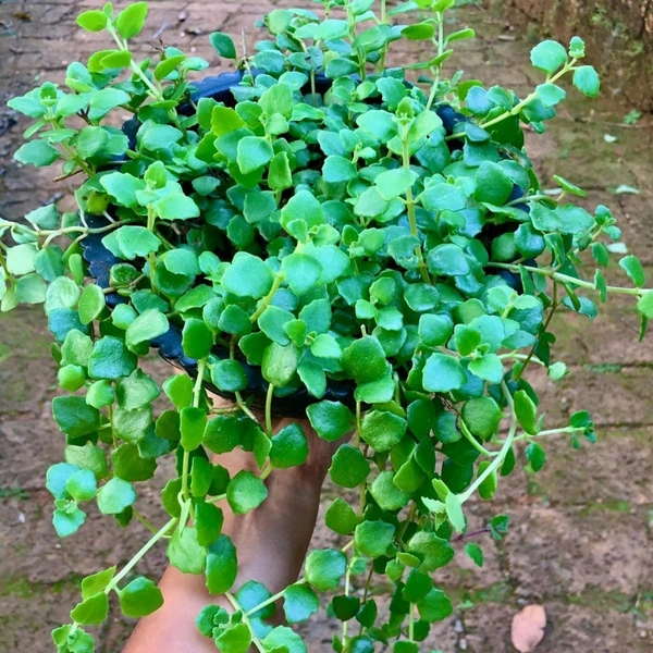 Tangled Heart Plant  - black hanging pot
