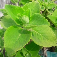 Ajwain  - white standard pot, 12 - 14 inch