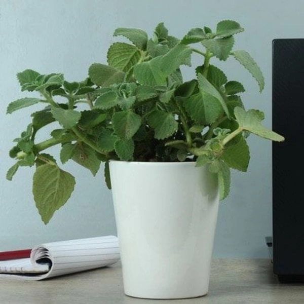 Ajwain  - white standard pot, 12 - 14 inch