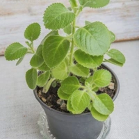 Ajwain  - white standard pot, 12 - 14 inch
