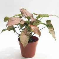 Syngonium Pink  - white standard pot , 10 - 12 inch