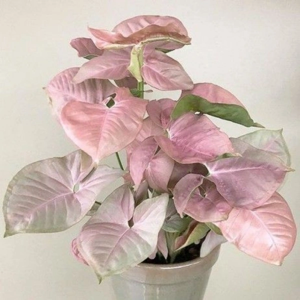 Syngonium Pink  - white standard pot , 10 - 12 inch