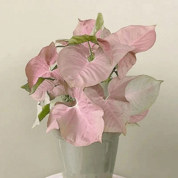 Syngonium Pink  - white standard pot , 10 - 12 inch