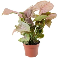 Syngonium Pink  - white standard pot , 10 - 12 inch