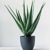 Aelo Vera  - white standard pot , 0.5 - 1 feet
